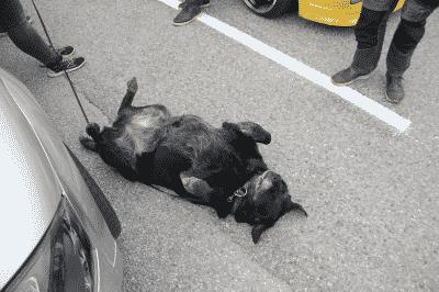 picture:./albums/2012_ April 8/../2018_AMCAR_Haugesund/IMG_4637.JPG