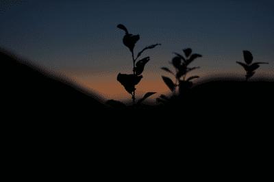 picture:./albums/2019_MoonEclipse/../Misc3/../Misc2/IMG_4983.JPG