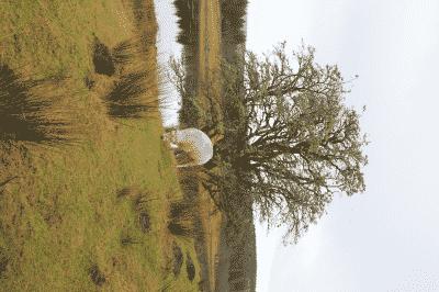 picture:./albums/Misc2/./../Scotland/Scotland2017/IMG_4293.JPG