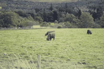 picture:./albums/Scotland/Scotland2011/Day5_3_RoyalLochnagar/Day5_IMG_2176.JPG